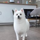 올 도그 그루밍(All DOG GROOMING) 이미지
