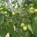 금비농장 이미지