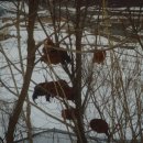 달구와 낭구 이미지