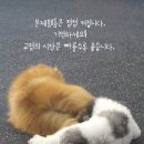 웬만해선 개들을 막을 수 없다 이미지