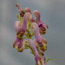 진범(Aconitum pseudolaevis) 이미지