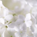 화이트썬데이 이미지