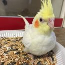 꼬꼬샾