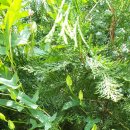 도그 앤 조이 이미지