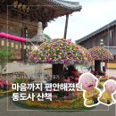 보리밭 | 5월 석가탄신일 연휴 통도사 다녀온 후기 황금보리밭 풍경까지