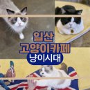 냥이시대 | 일산 고양이카페 냥이시대 방문후기｜아이들과 가기 좋은 힐링 카페(하이파이브하는 고양이가 있써요!)