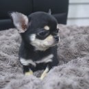 여니네 치와와 분양 | 영등포강아지분양 애견분양 이렇게 만났어요!