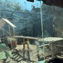 짜장열차 | 과천 서울대공원 동물원 주차장 코끼리열차 아이랑 가볼만한 곳