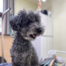 송단이네 반려견미용실 이미지