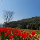 영란호프 | 튤립(Tulip);큐켄호프 튤립축제,이름유래,튤립파동/튤립버블,전설,꽃말, 관련 시와 노래(2021.4.23.)