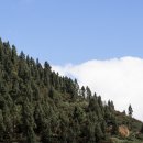 소나무정원 이미지