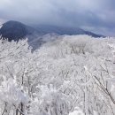 제32차(1월8일)전북 남원 지리산 바래봉 정기산행 이미지