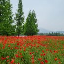양귀비 - 군산시 중앙로 80-14 | 양귀비