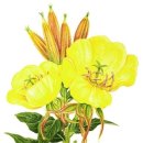 보테니컬 이미지