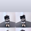 다녀오개 이미지