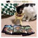 고양이 하루 | 4냥이가 다 잘먹는 하루영양주식 고양이파우치 후기