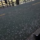 은행마을공원 화장실 | 군자교 중랑천 벚꽃길 실시간｜서울 벚꽃 상황 꽃비 끝물 송정마을 벚꽃축제 포토존까지