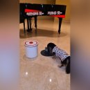 더블유펫 이미지