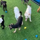 파브 퍼피 이미지