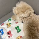 두부앤콩물