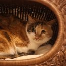 캣츠아일랜드 이미지