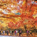 [산 이야기] 아름다움 숨겨져 이름 붙은 &#39;내장산&#39;, 가을엔 울긋불긋 단풍 명소 된대요 이미지