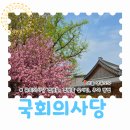 사랑가득 황치과의원 | 서울 지금 가볼만한곳 국회의사당 사랑재 겹벚꽃 주차
