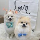 꽃다비펫 이미지