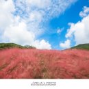 핑크뮬리 이미지