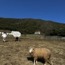 양떼목장 이미지