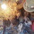 길원농장 이미지