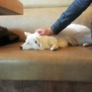 아이러브 애견 이미지