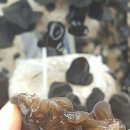 용해농장 이미지