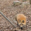 여우고개어린이문고 | 청주 아이와 가볼만한곳 청주동물원후기 ,주차 꿀팁