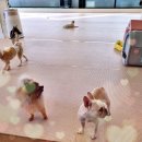 모여라 댕댕 이미지