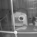 누리켄넬 이미지