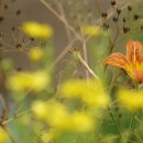 써미트스테이 이미지