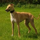 도그인 그레이 이미지