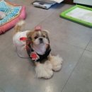 백설 애견샵 이미지