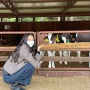 종원목장 | 서울에서 횡계 버스 타고 삼양목장 가는 법, 대관령 삼양목장 후기🌟