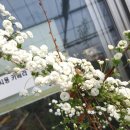 호산나화원 이미지