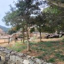 완도 청산도 석조보살좌상 티스토리