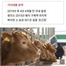 청주 북이면 농가 3곳서 한우 16마리 구제역…450마리 살처분 이미지