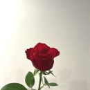 ❤️ 레드컬러 꽃 알아보기 / 컬러플라워 color flower 🌹 / 한여름에서 늦여름으로 가는 9월 오늘의꽃