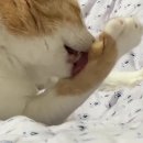 그루밍 봄 Daum카페