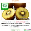 유기농 골드키위 50% 맛보기 이벤트 이미지