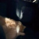 동탄시티동물의료센터 이미지