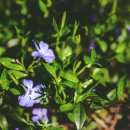 로벨리아(lobelia) 이미지