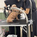 그루밍 플래너 이미지