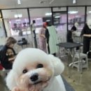 안산크라운애견미용학원